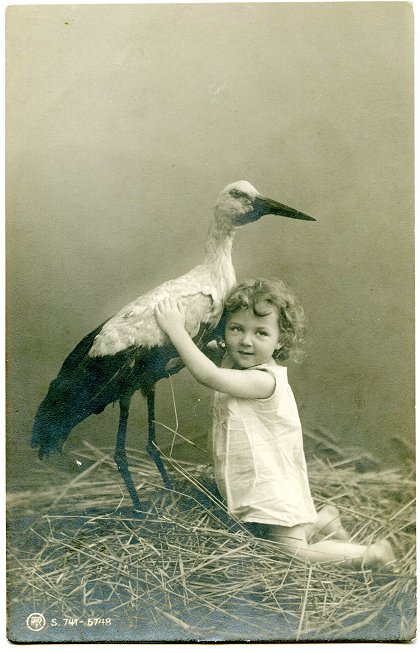 stork