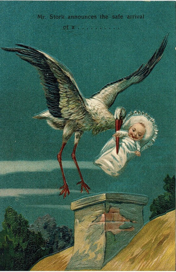 stork1