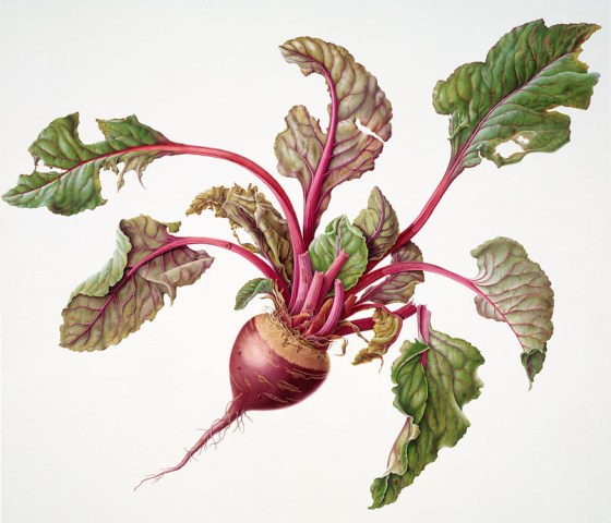 beet