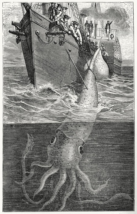 giant squid