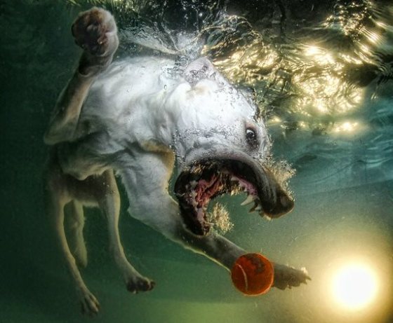 dogs underwater662
