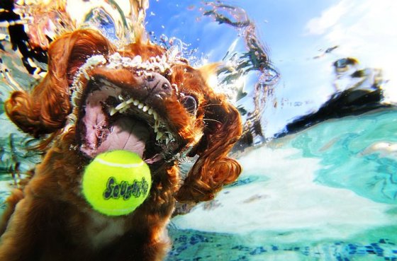 dogs underwater663