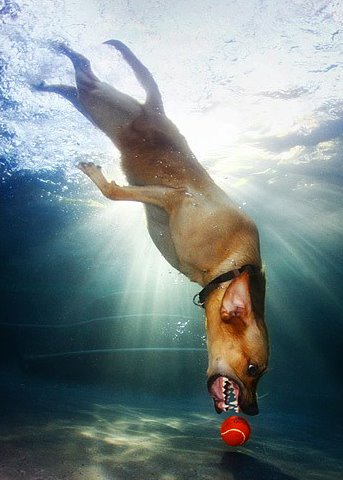 dogs underwater664