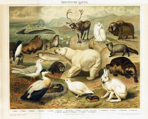arctic fauna
