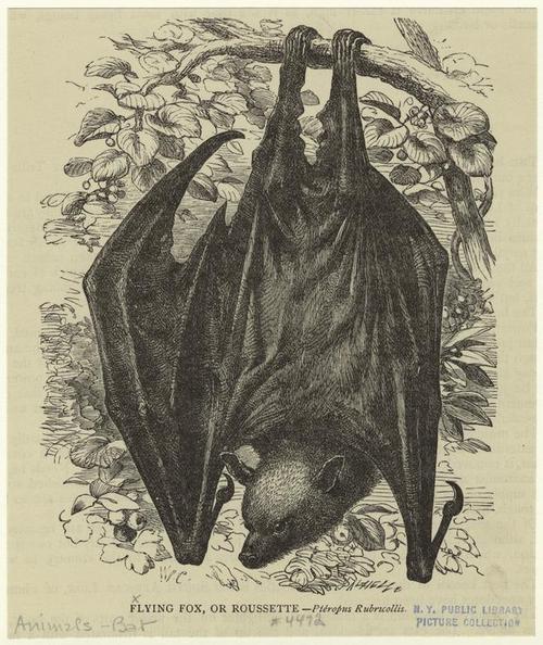flying fox