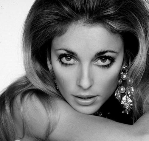 sharon tate 501