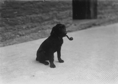 dog with pipe