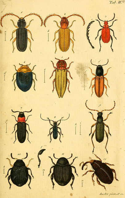 beetles33