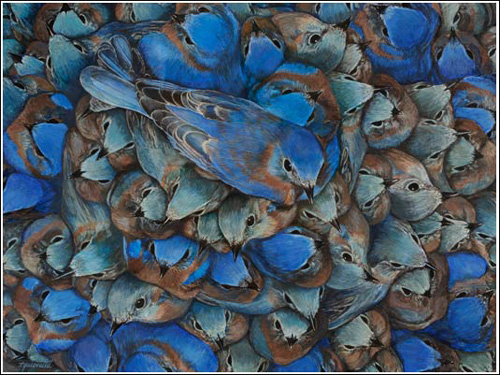 Bluebirds tom yacovella