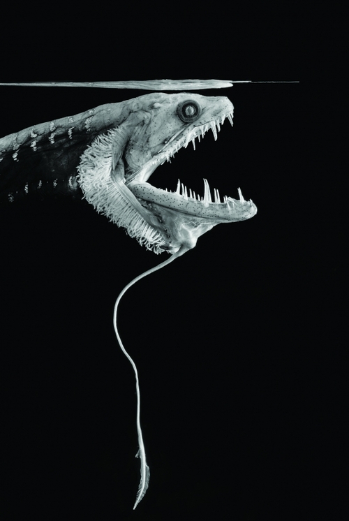 fish132