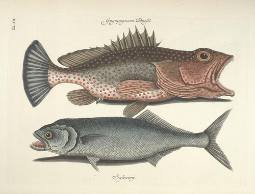 fish55