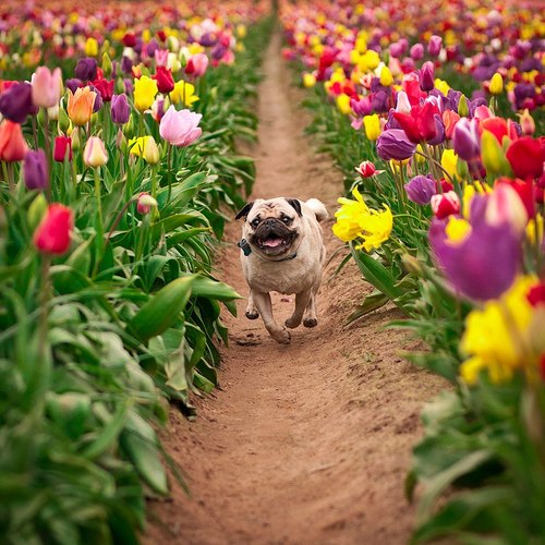 spring pug