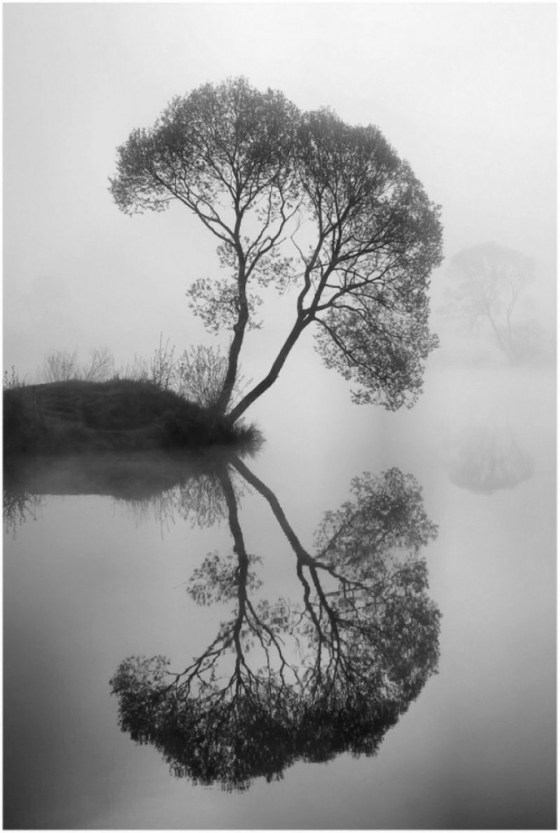 tree reflection