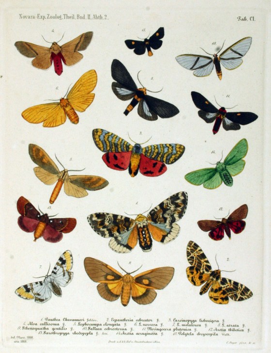 moths22