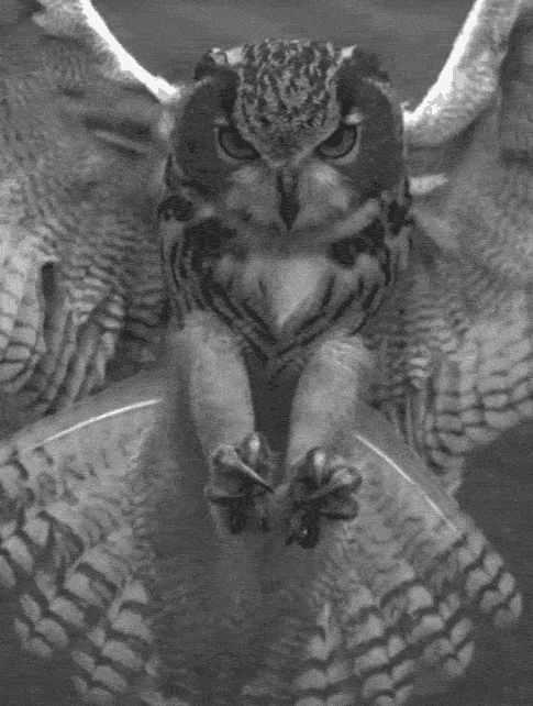 owl 15 GIF