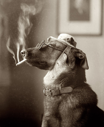cig dog