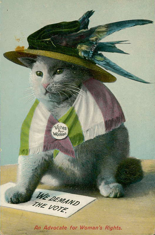 kitty suffragette