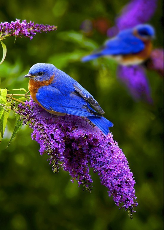bluebird buddelia