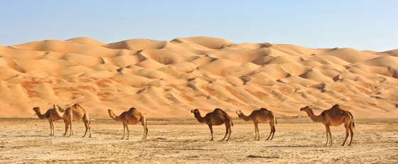 camels