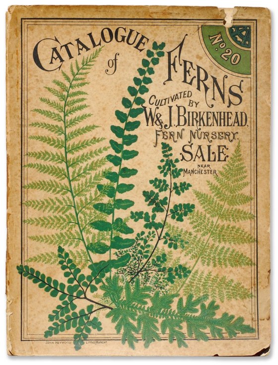 ferns22