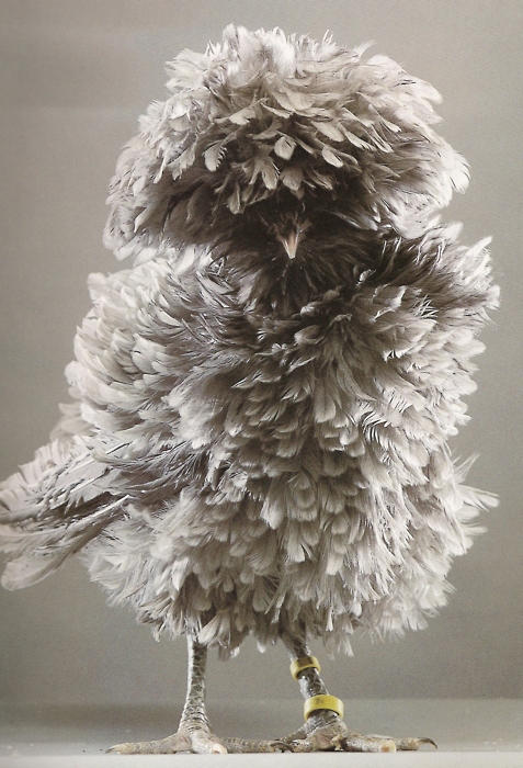 chicken fluffy