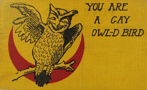 gay owl