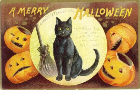 black cat halloween8970