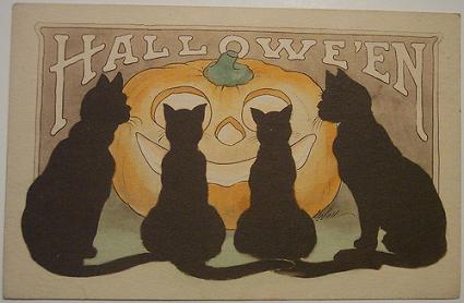 black cat halloween8971