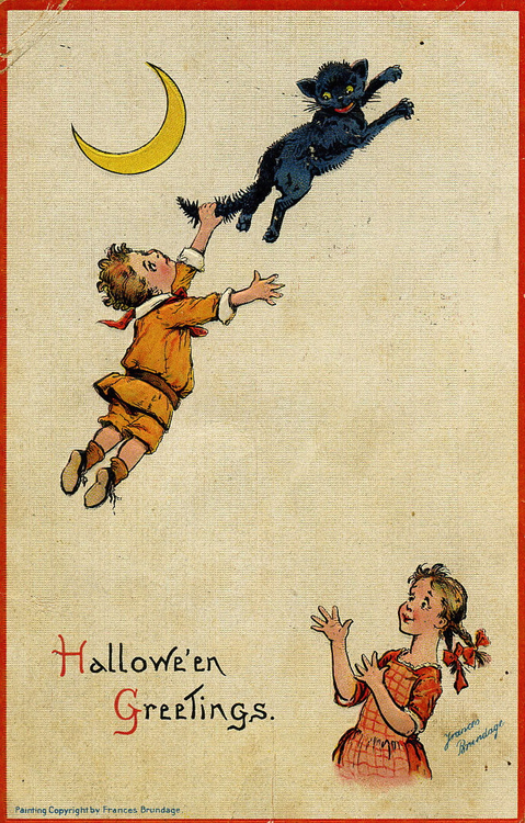 black cat halloween8973