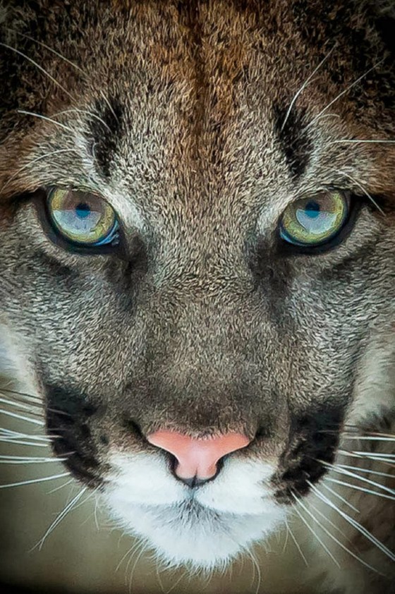 mountain lion