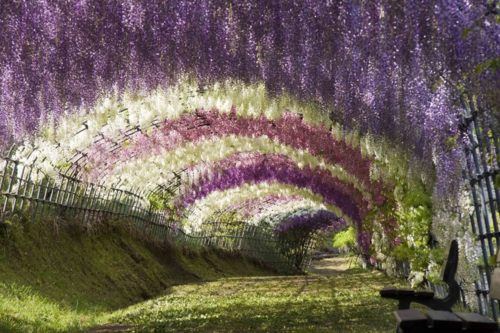 WISTERIA TUNNEL JAPAN 500