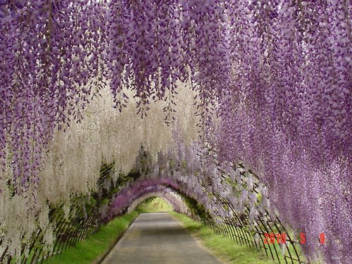 WISTERIA TUNNEL JAPAN 501