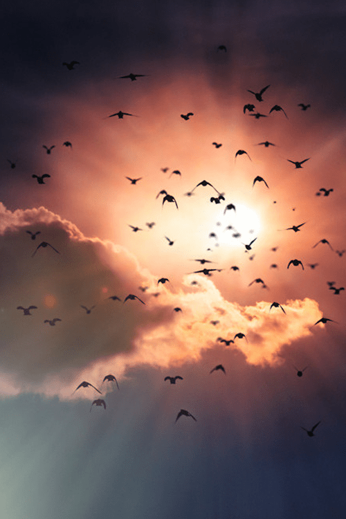 birds sun