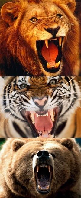 LIONS TIGERS N BEARS