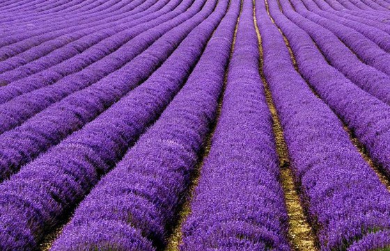 lavender rows