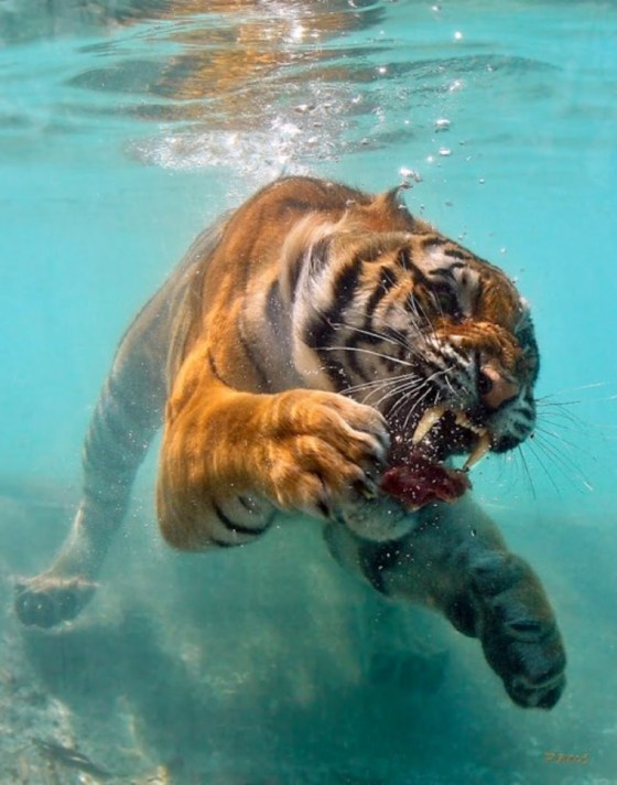 tiger swim