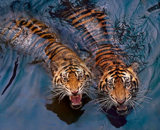 tigers