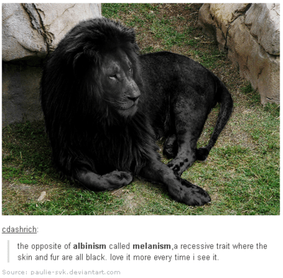 lion melanism
