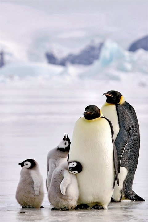 PENGUIN FAMILY