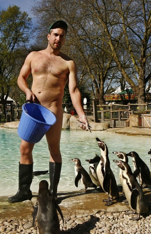 penguin feeding
