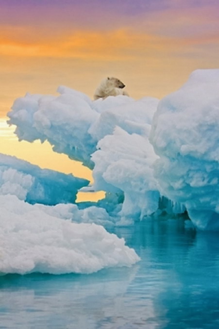 polar bear 234