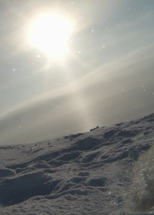 POLAR BEAR GIF