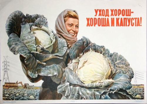 soviet good care good cabbages 1956