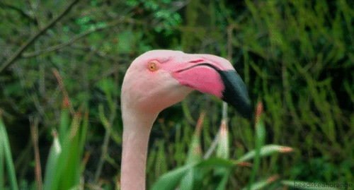 flamingo GIF