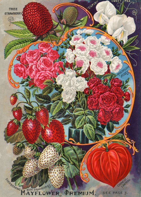 flower seed catalog 5001