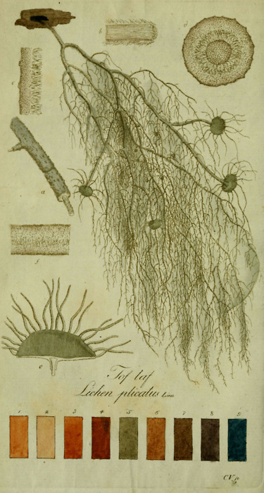 lichen