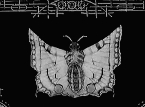 moth japanese GIF