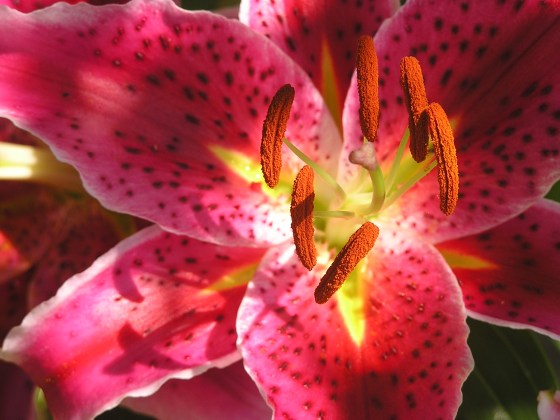 OLYMPUS DIGITAL CAMERA