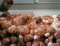 STAR TREK TRIBBLES 2