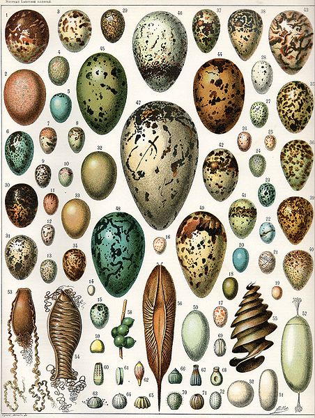 eggs